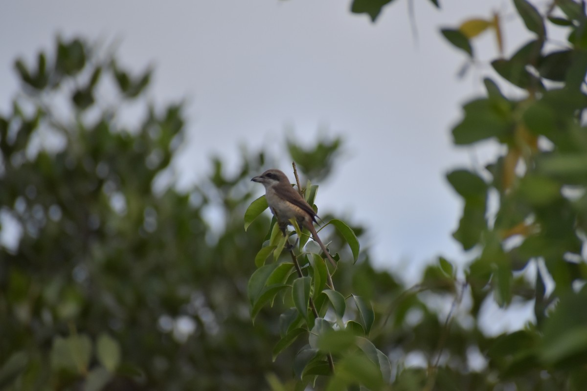 Brown Shrike - ML641587230