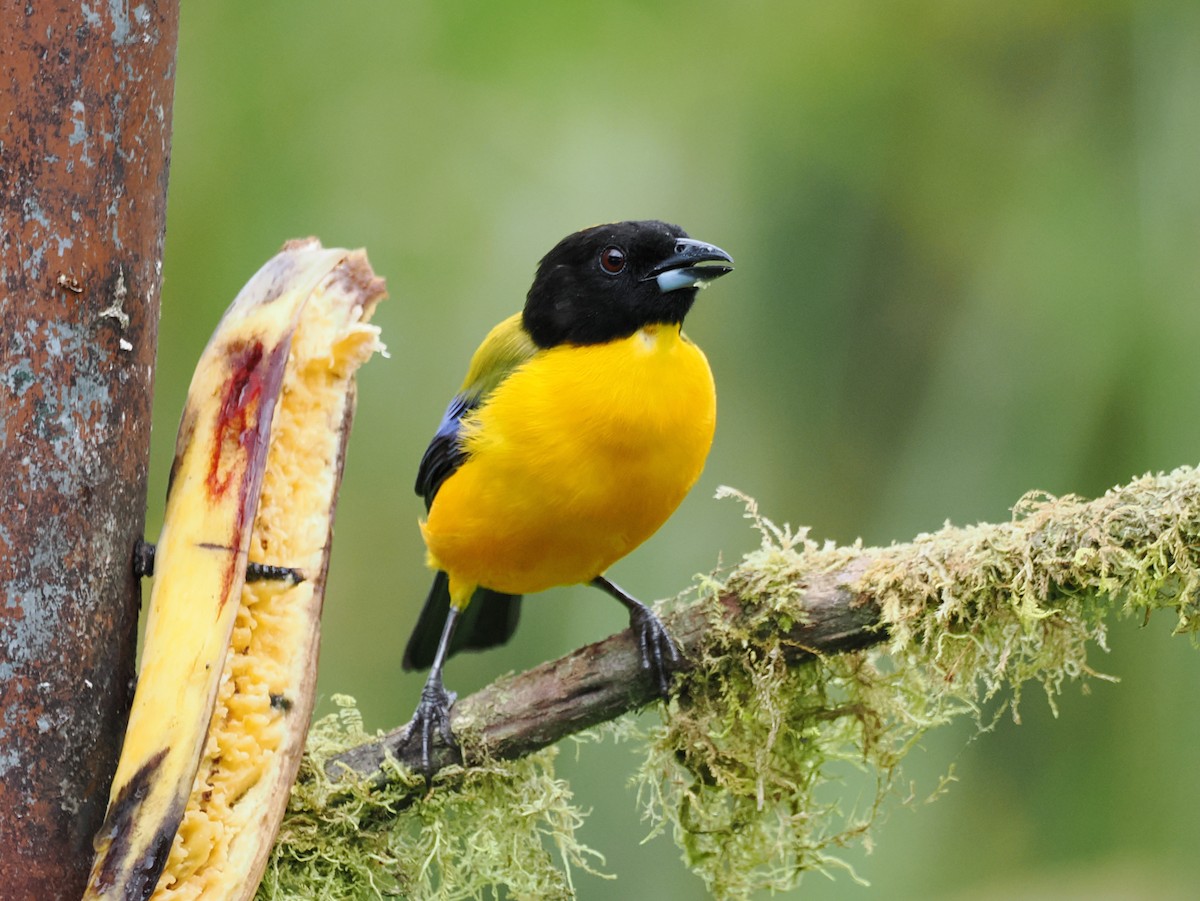 Black-chinned Mountain Tanager - ML641587233