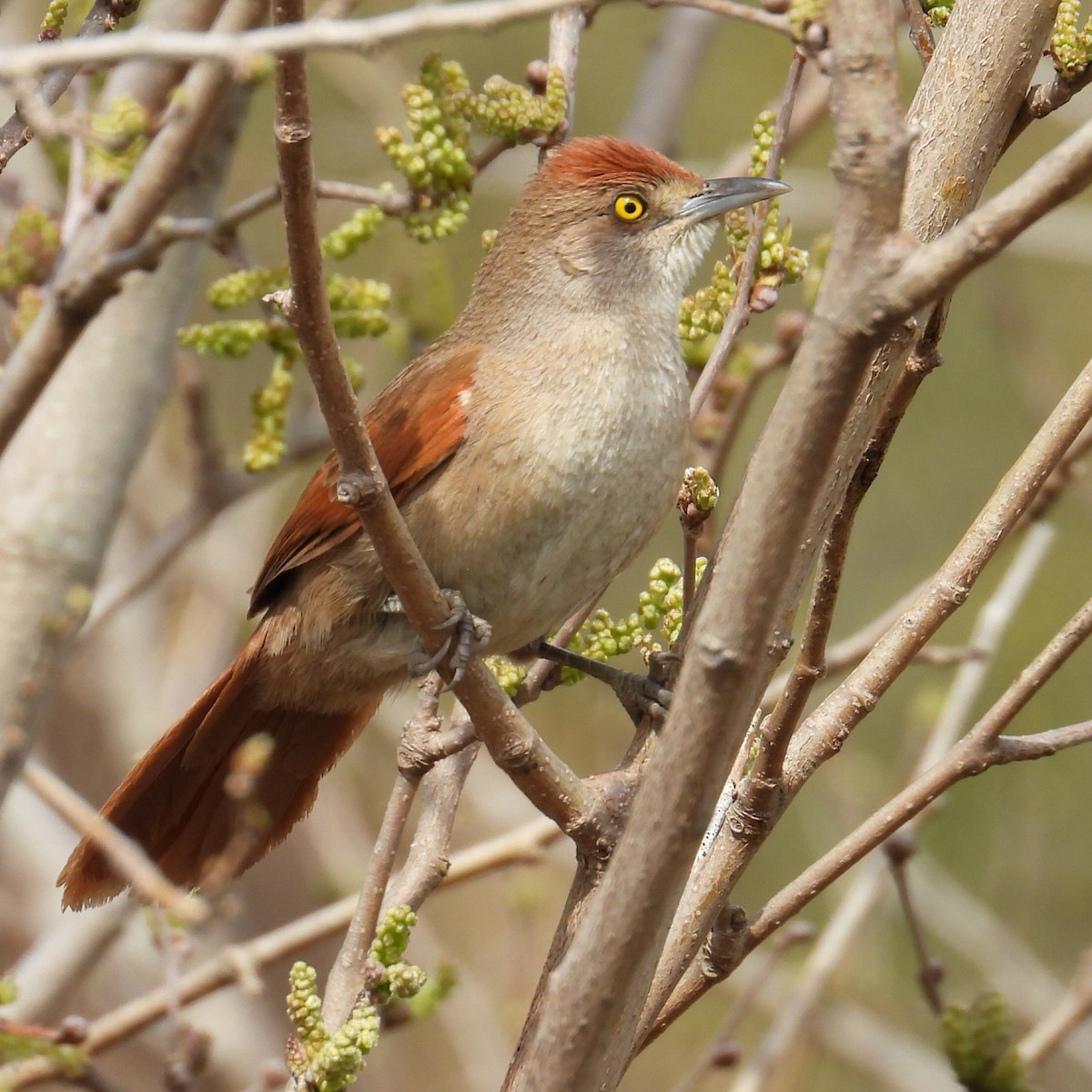 オオアレチカマドドリ - ML641587249