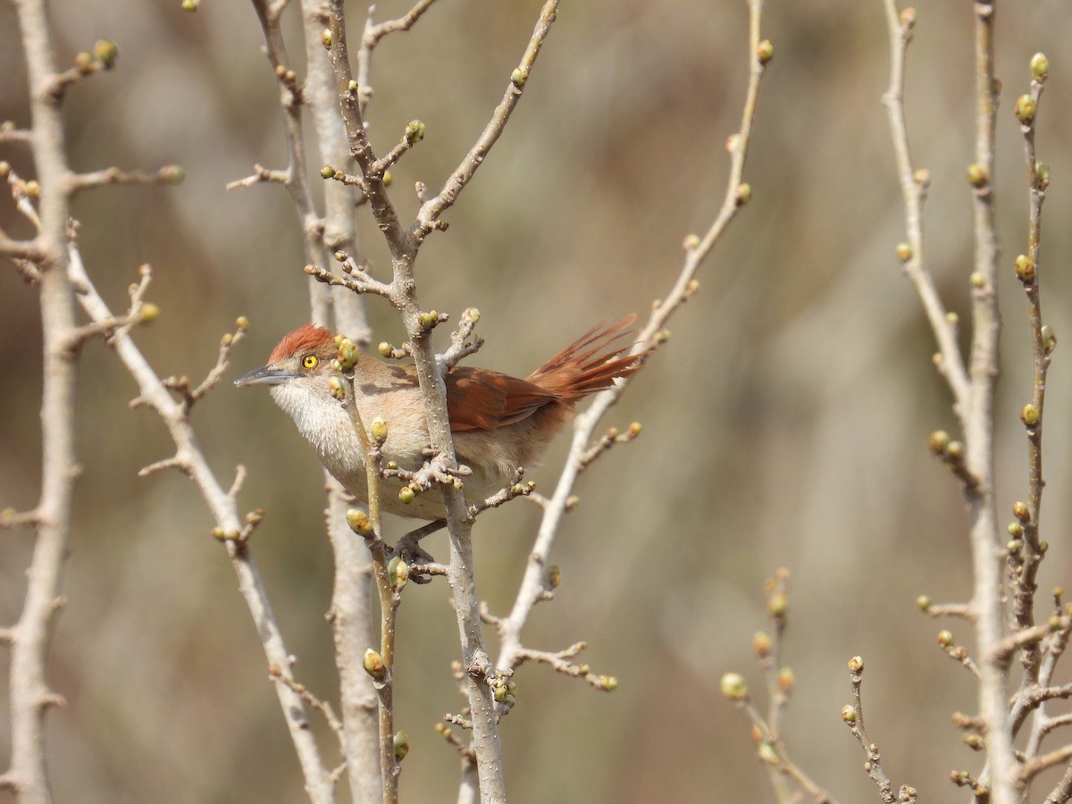 オオアレチカマドドリ - ML641587250