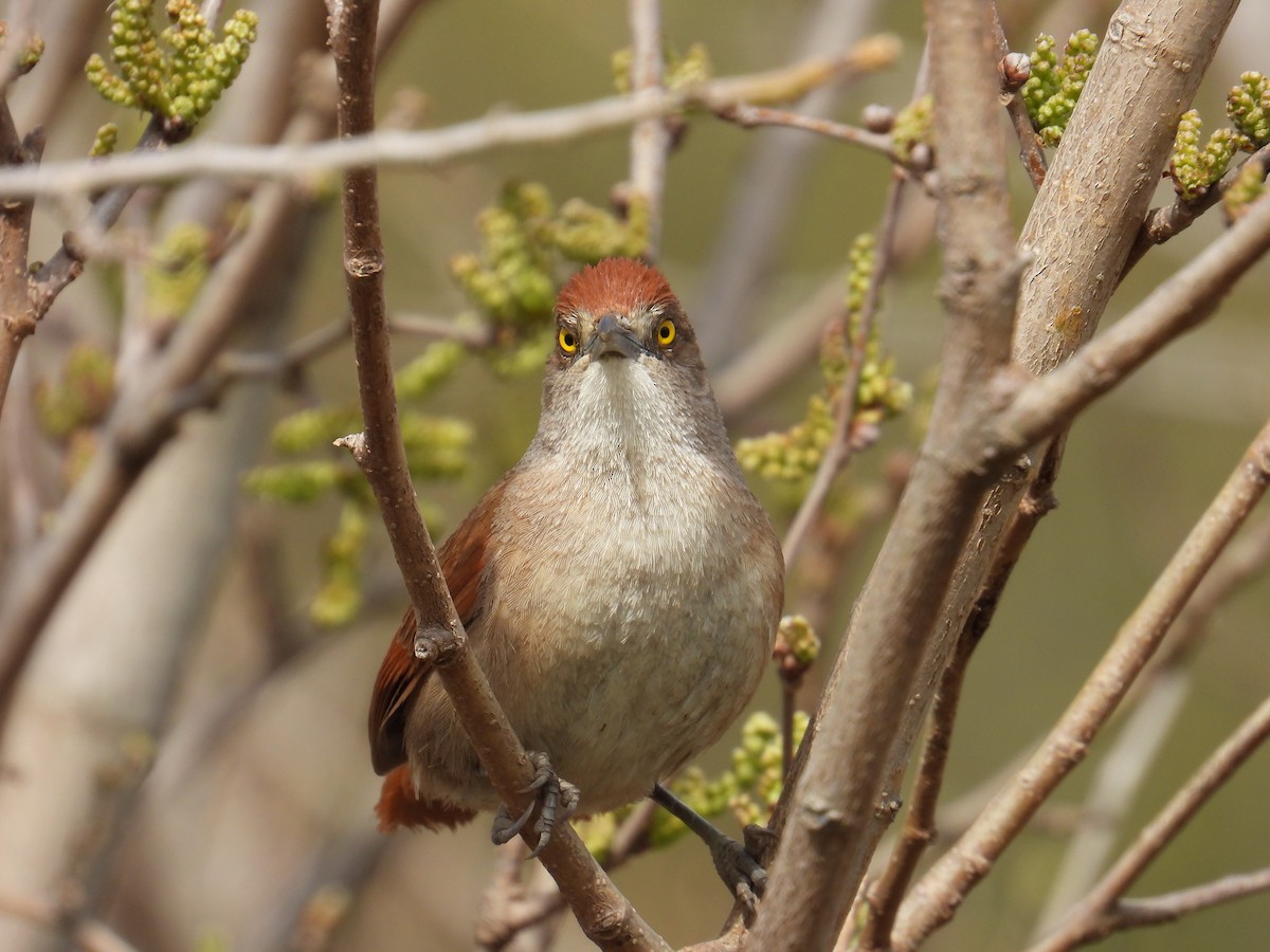オオアレチカマドドリ - ML641587251