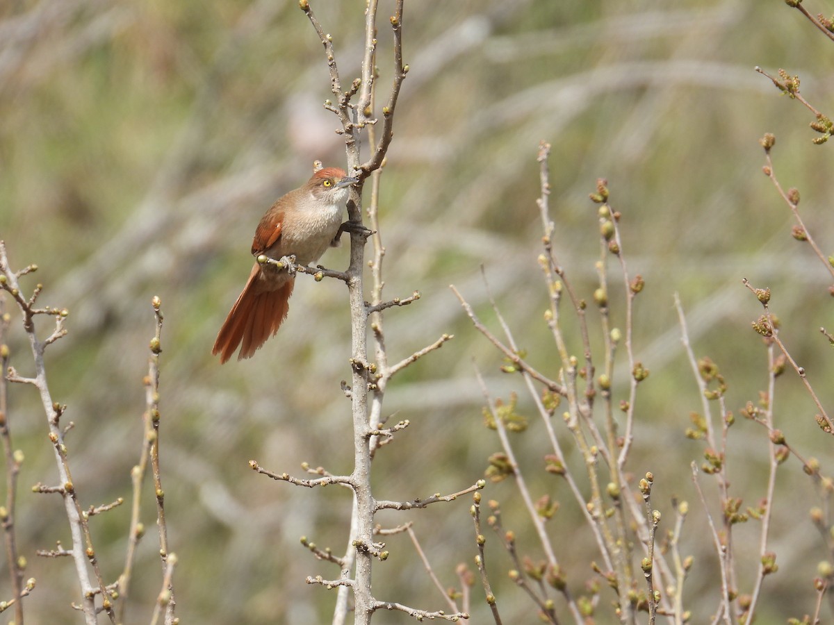 オオアレチカマドドリ - ML641587252