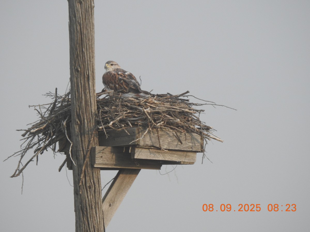 Ferruginous Hawk - ML641587282