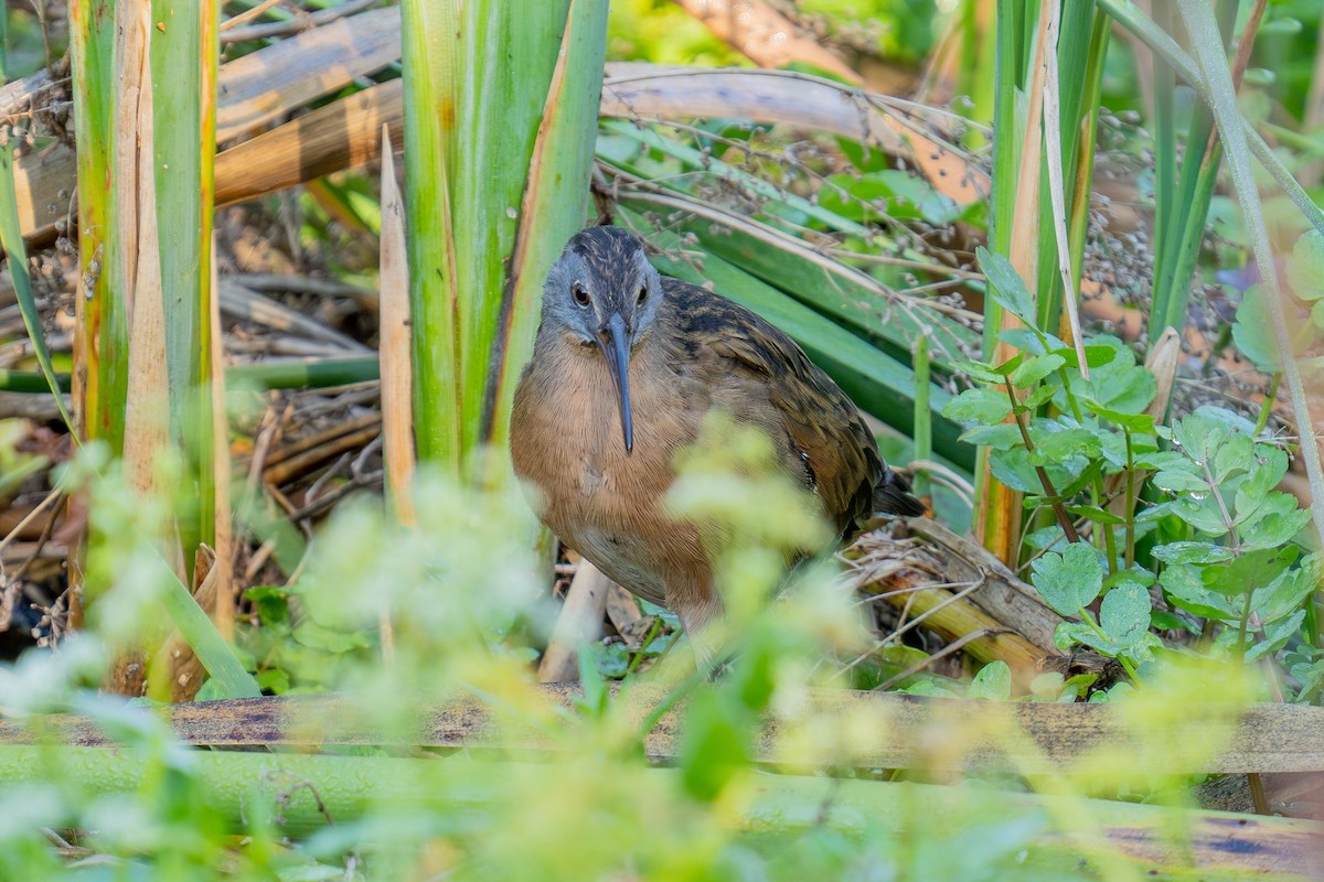 Virginia Rail - ML641587285