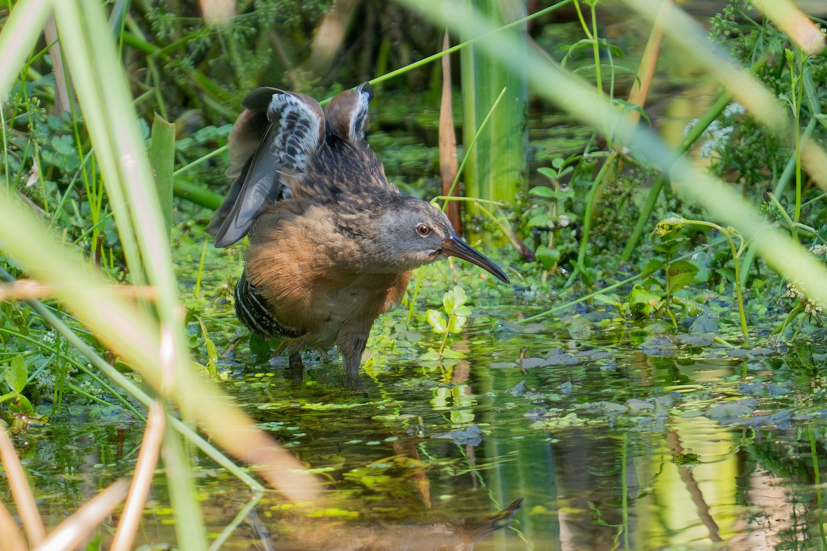 Virginia Rail - ML641587287