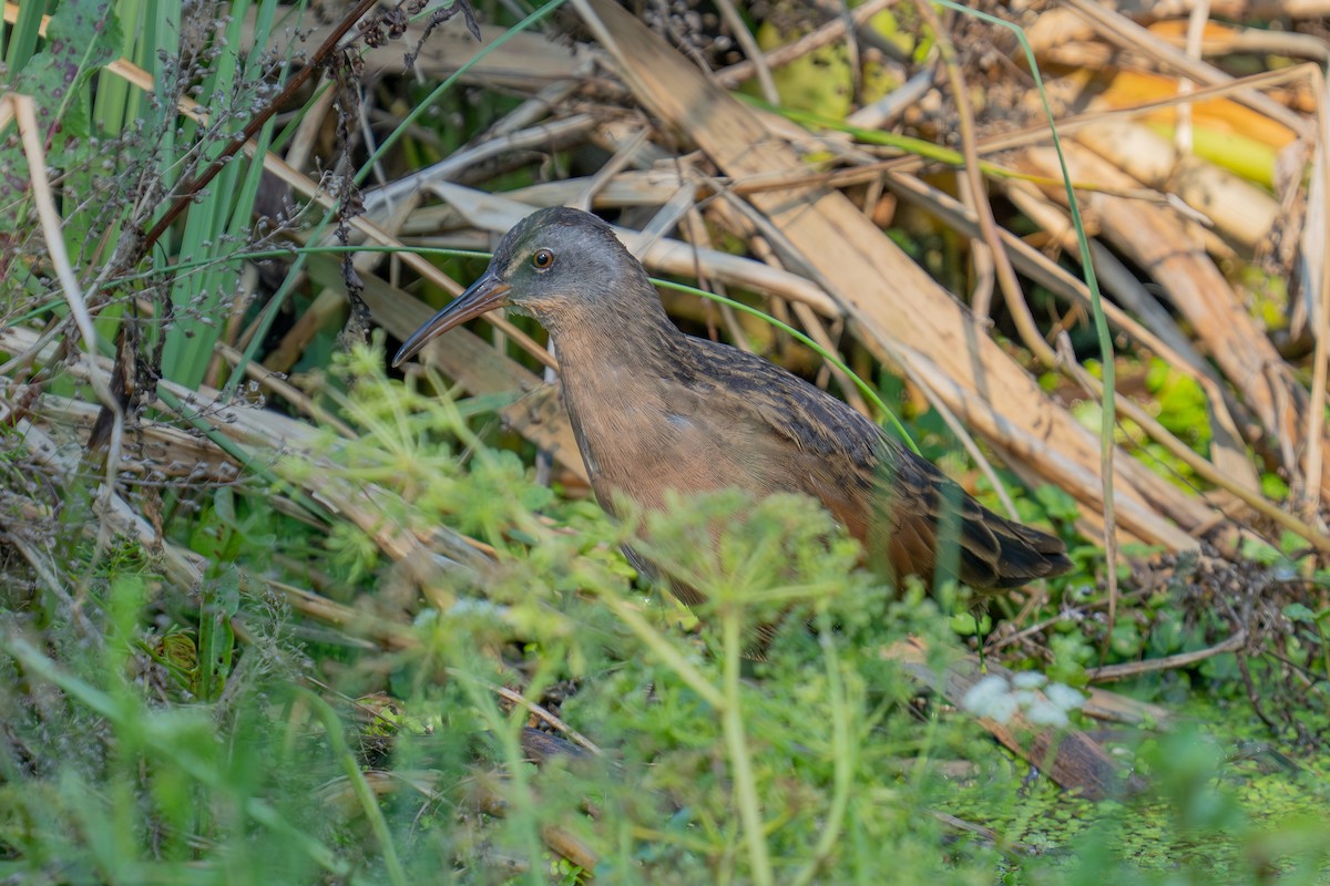 Virginia Rail - ML641587288