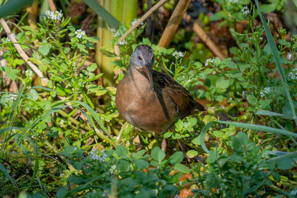 Virginia Rail - ML641587289