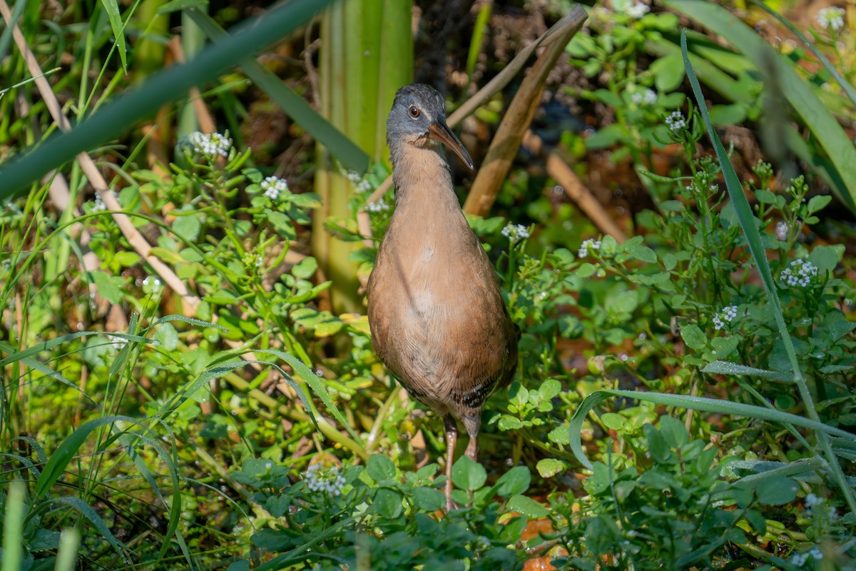 Virginia Rail - ML641587290