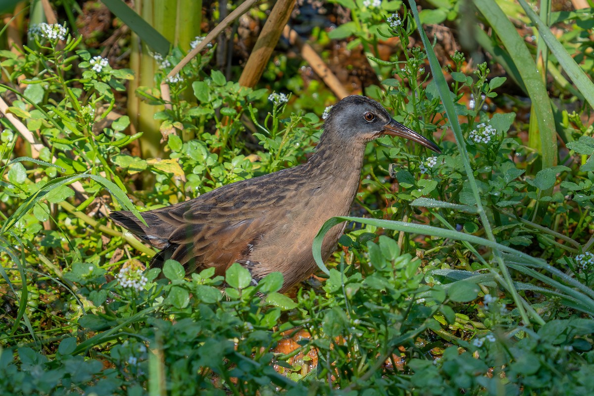 Virginia Rail - ML641587291