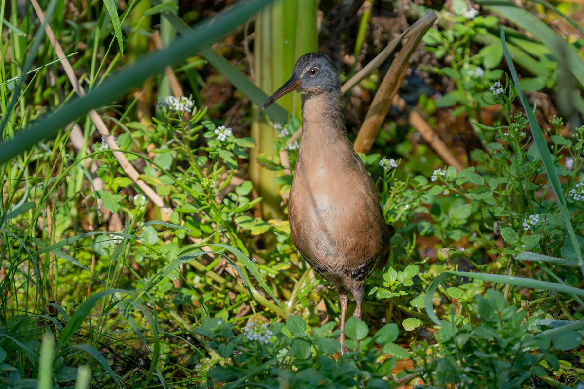 Virginia Rail - ML641587292