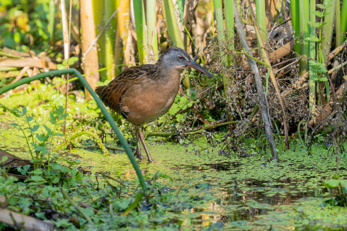 Virginia Rail - ML641587293
