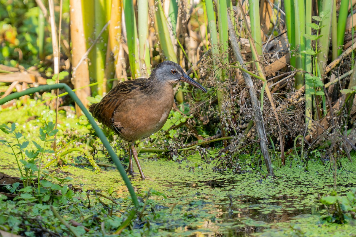 Virginia Rail - ML641587294