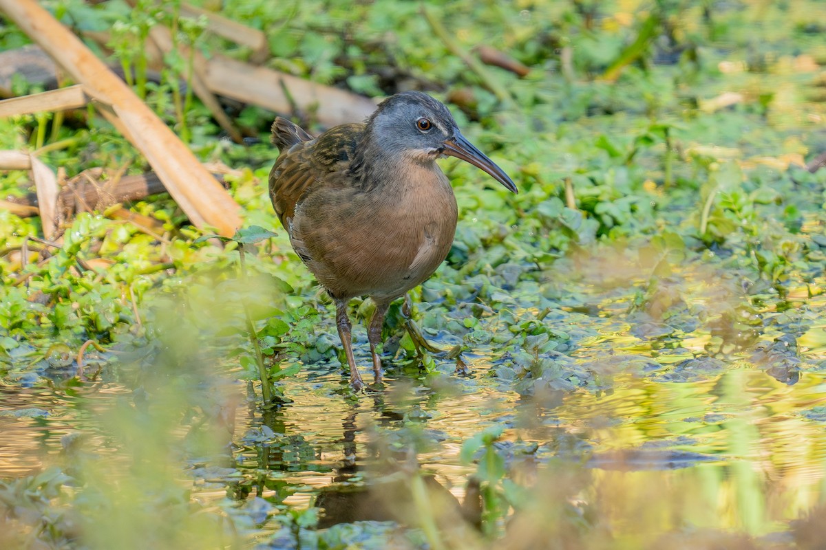 Virginia Rail - ML641587295