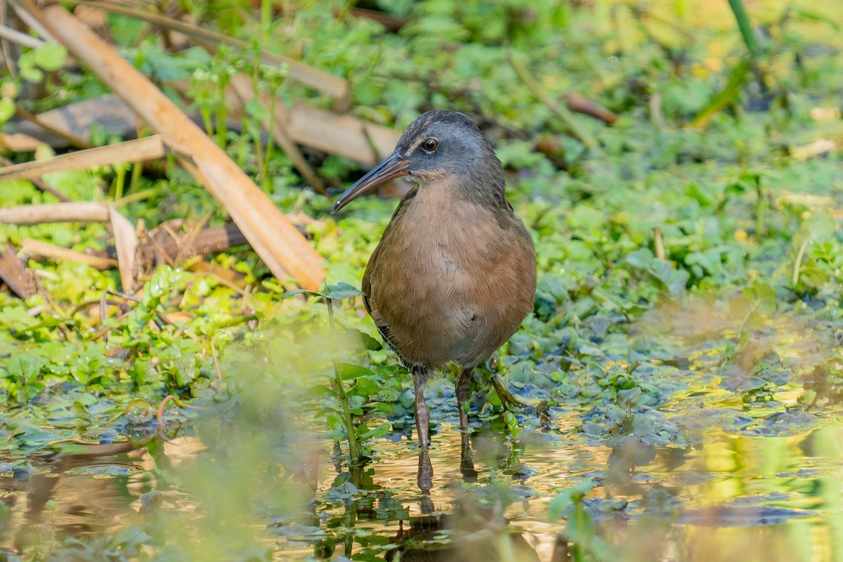 Virginia Rail - ML641587297