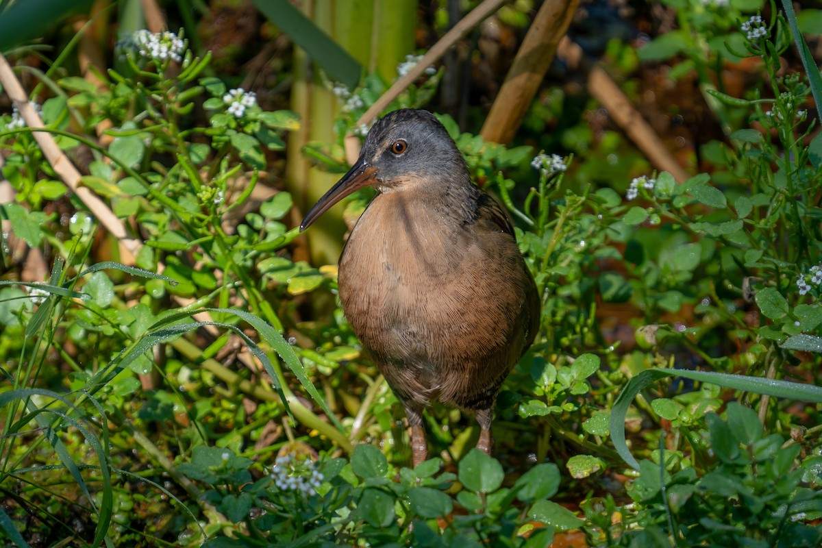 Virginia Rail - ML641587298