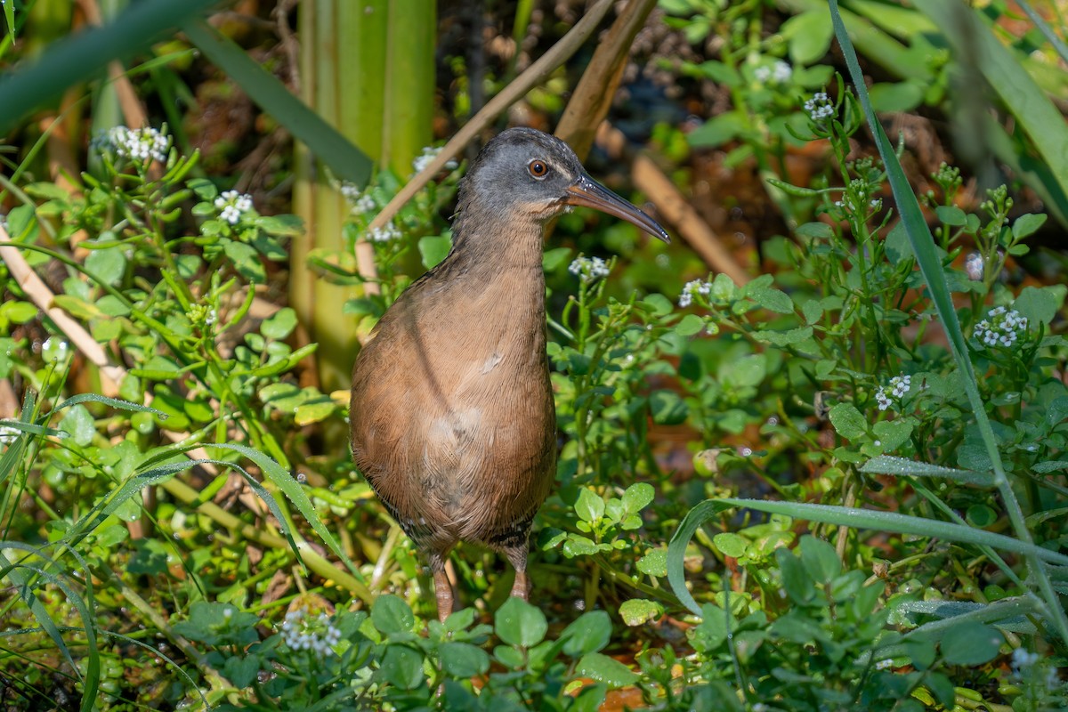Virginia Rail - ML641587299