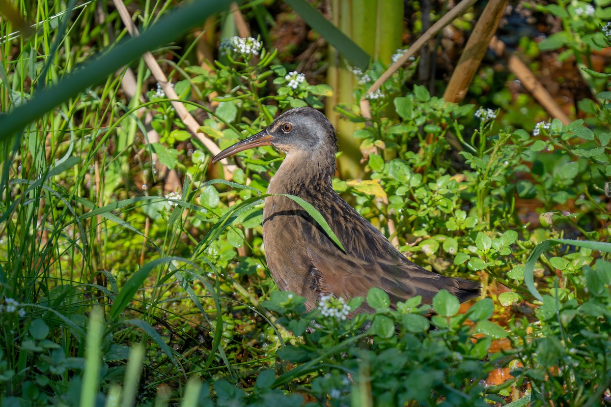 Virginia Rail - ML641587300