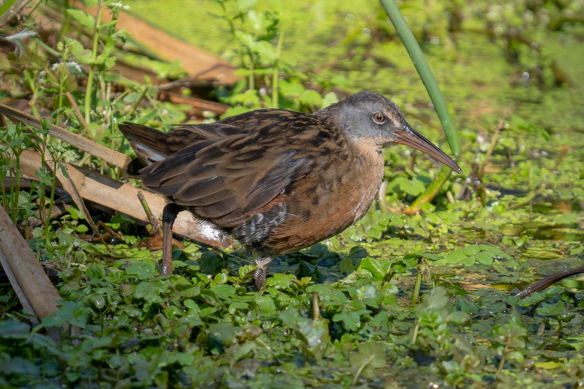 Virginia Rail - ML641587306