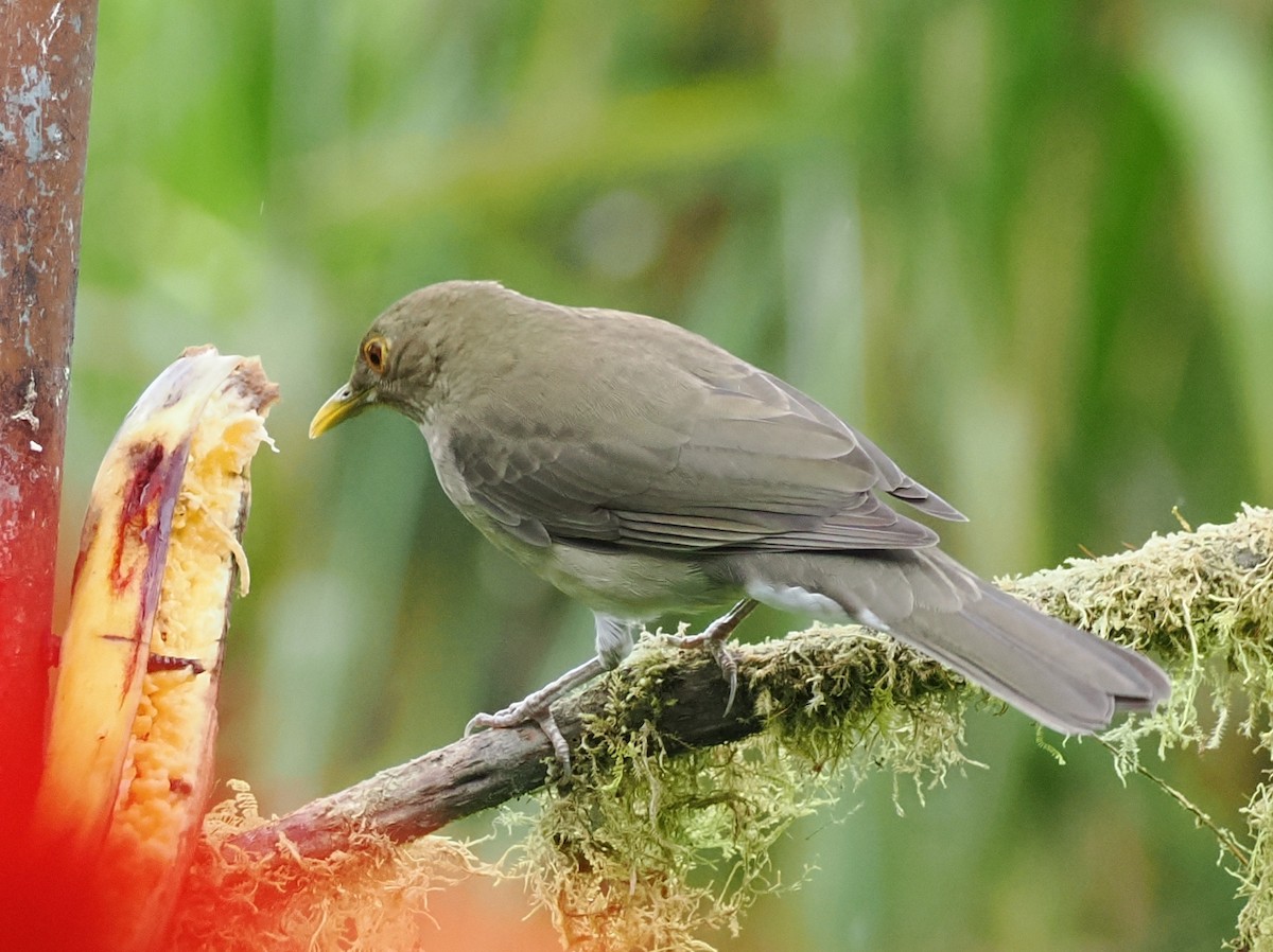 Ecuadorian Thrush - ML641587362