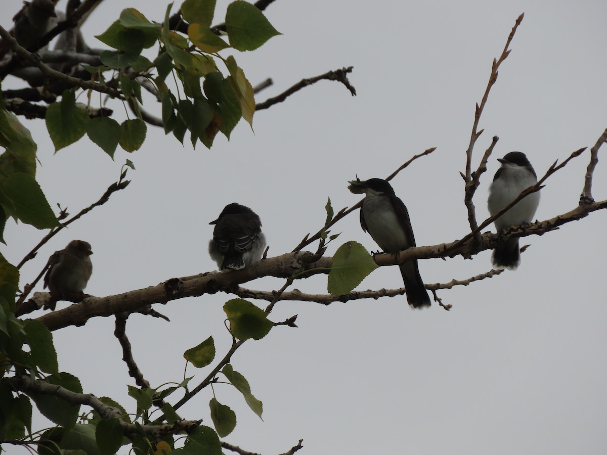 Eastern Kingbird - ML641587384
