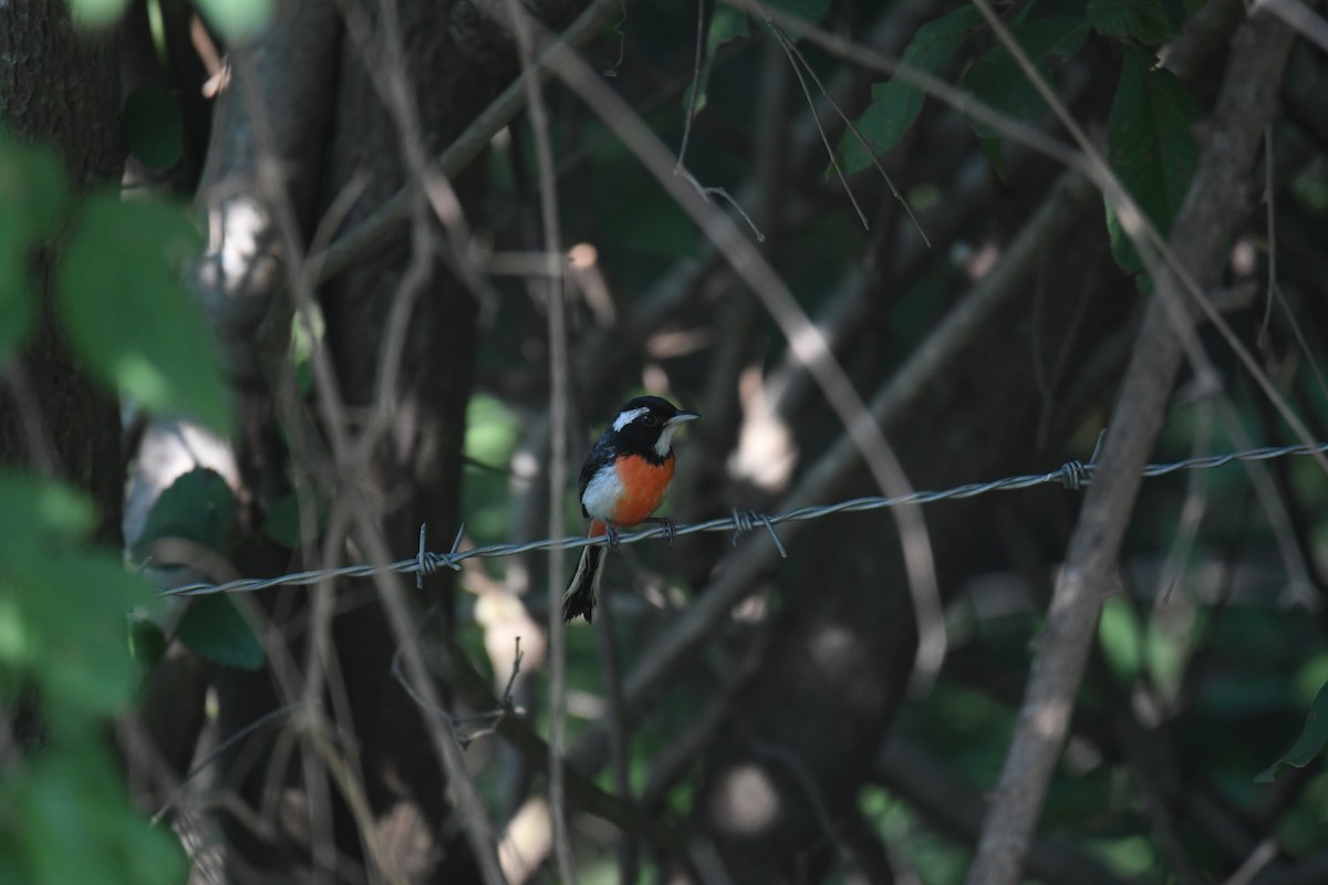 Red-breasted Chat (Red-breasted) - ML641587389