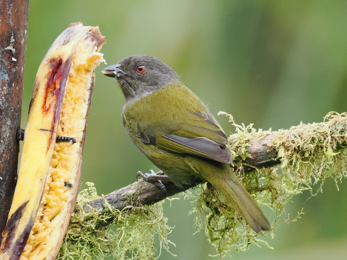 Dusky Chlorospingus - ML641587393