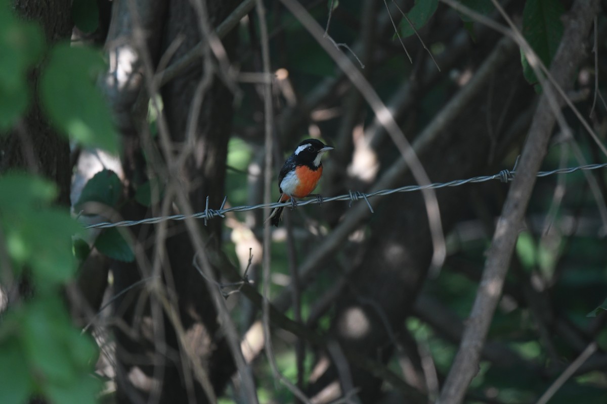 Red-breasted Chat (Red-breasted) - ML641587407