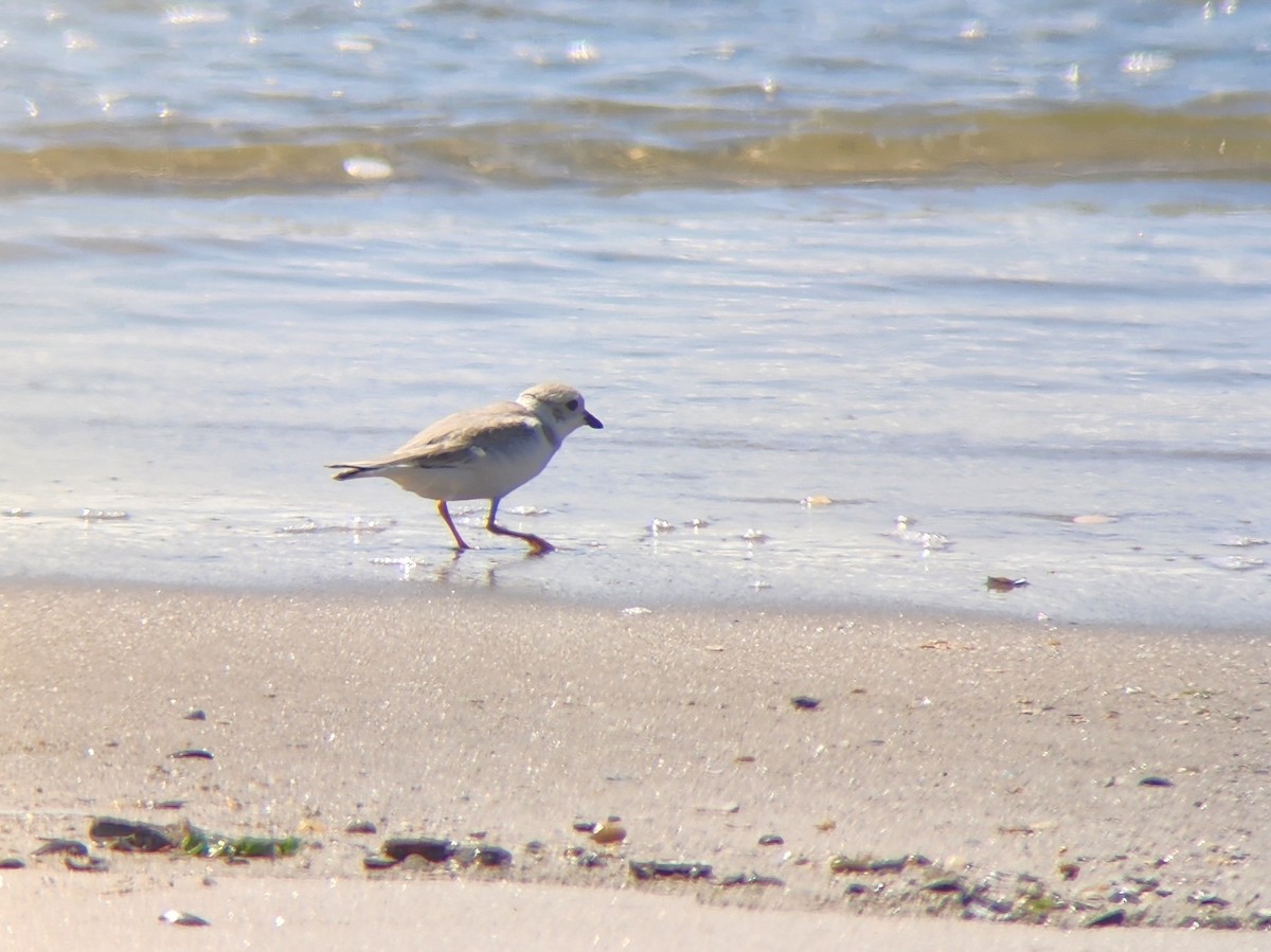 Piping Plover - ML641587408