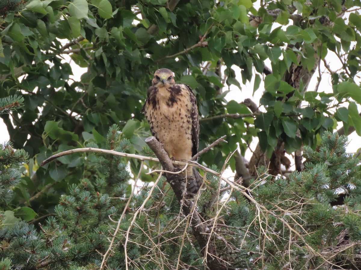 Swainson's Hawk - ML641587410