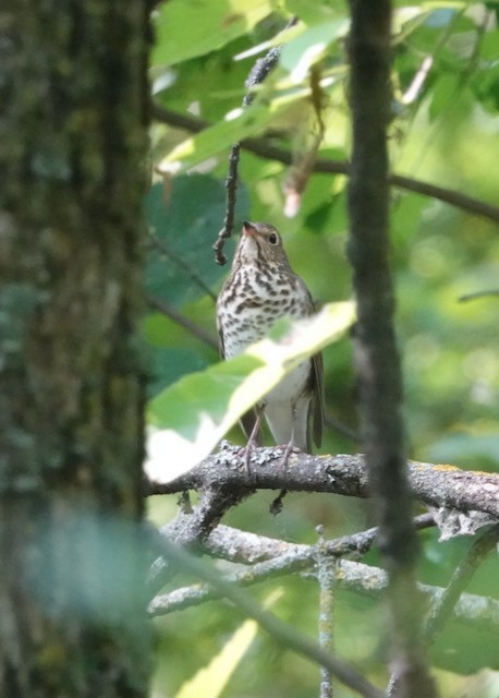 Swainson's Thrush - ML641587425