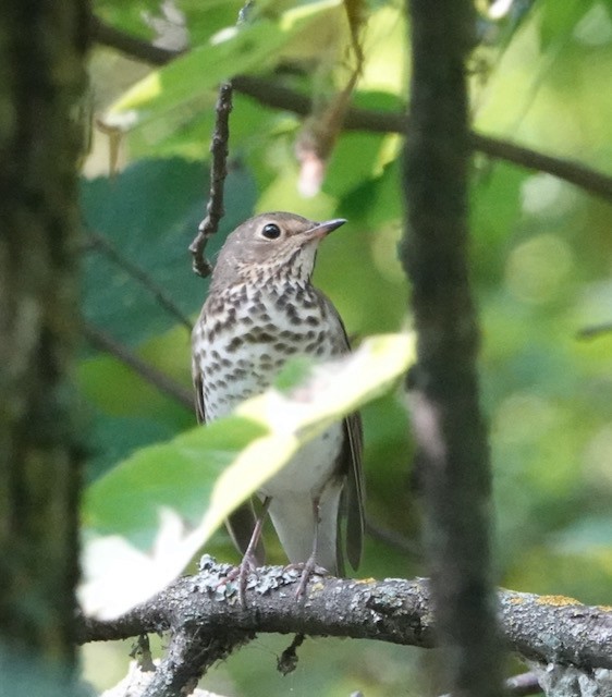 Swainson's Thrush - ML641587426