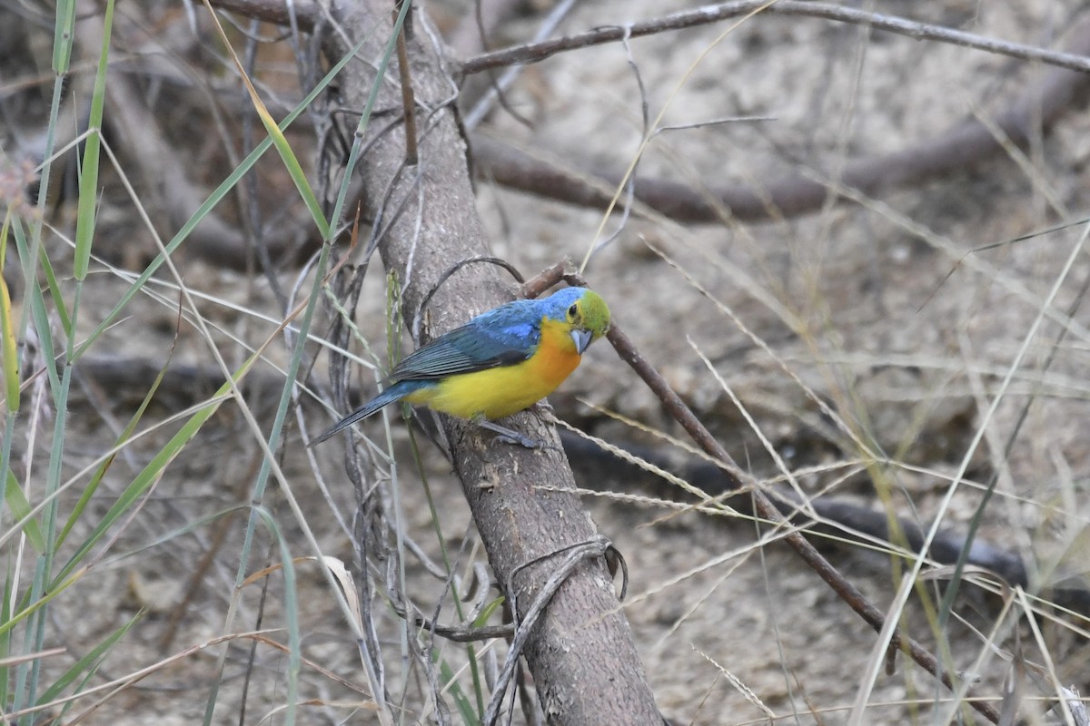 Orange-breasted Bunting - ML641587462