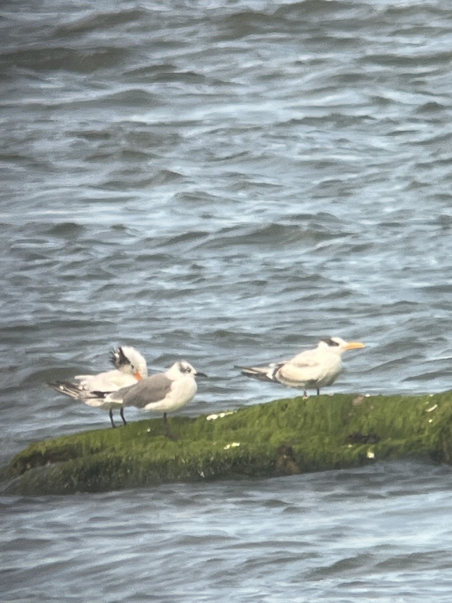 Royal Tern - ML641587470