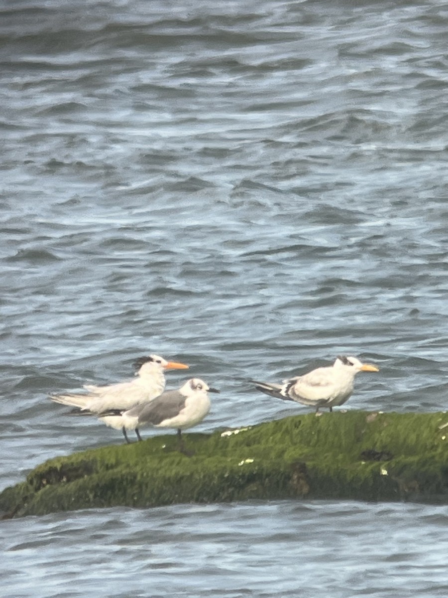 Royal Tern - ML641587473