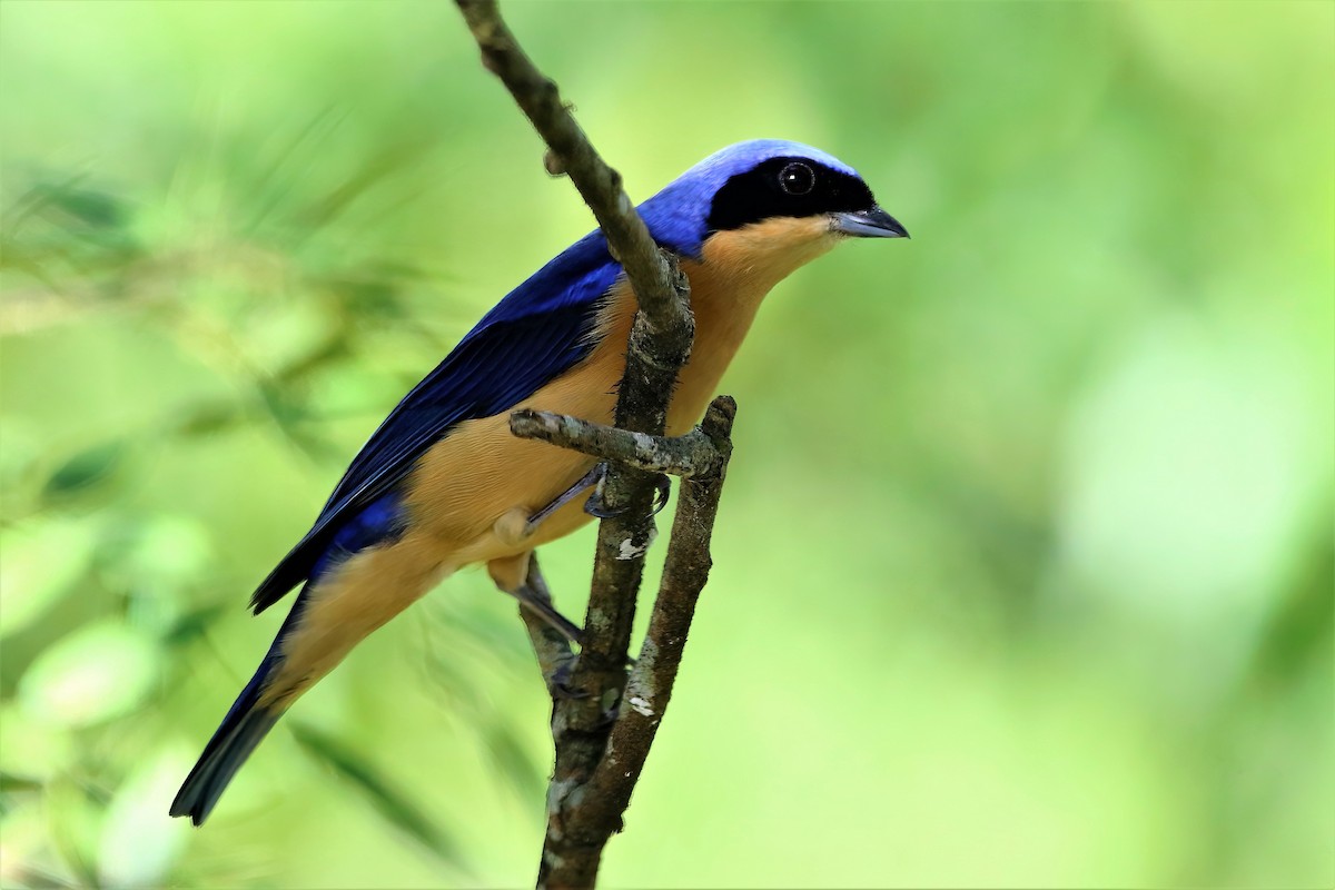 Fawn-breasted Tanager - ML641587477