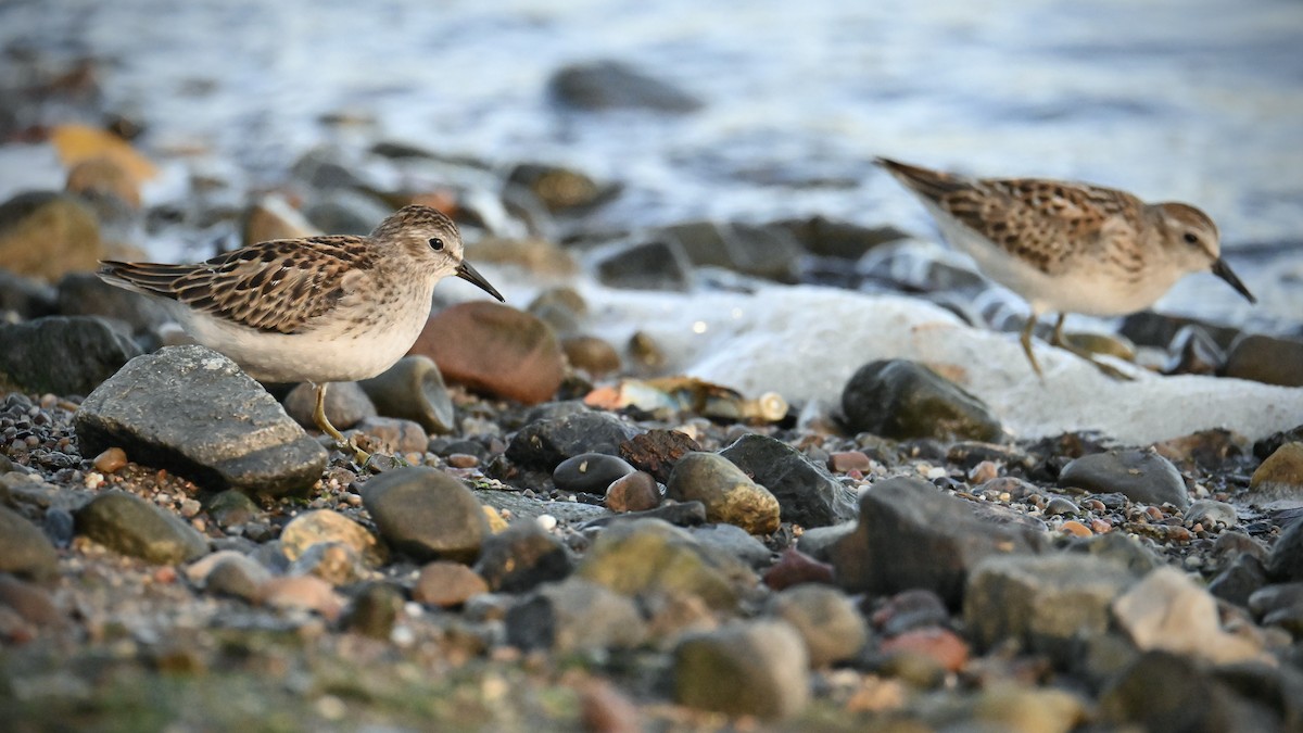 Least Sandpiper - ML641587506