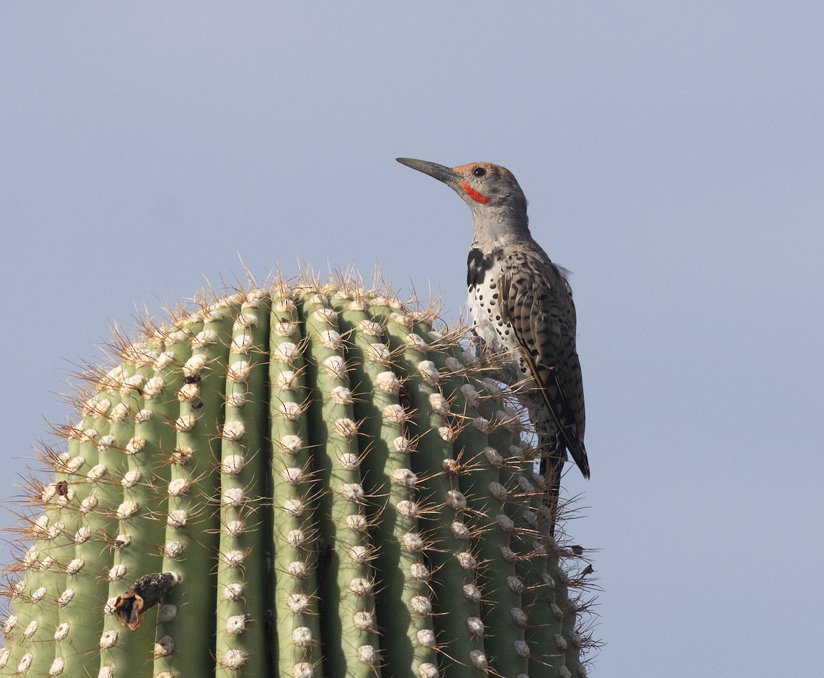 Gilded Flicker - ML641587507