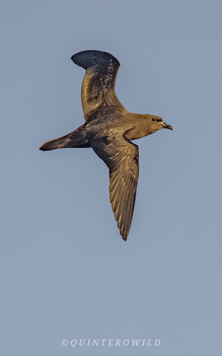 Petrel de Murphy - ML641587511