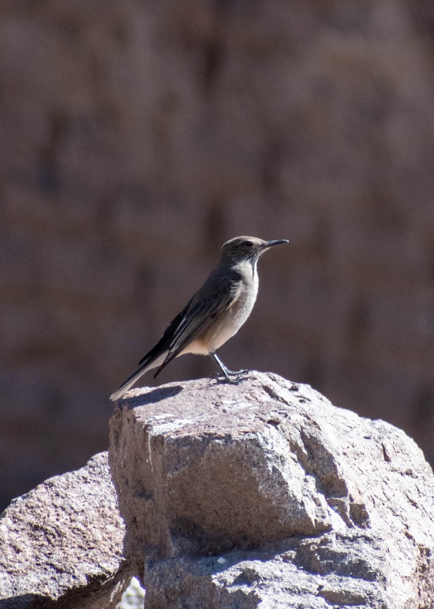 Black-billed Shrike-Tyrant - ML641587521