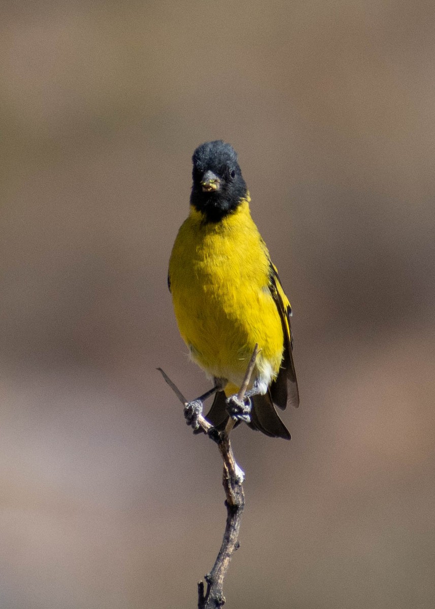 Hooded Siskin - ML641587537