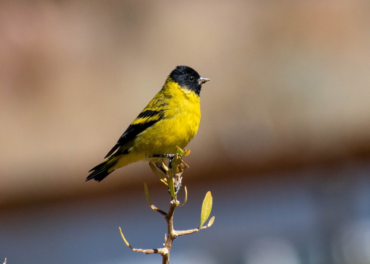 Hooded Siskin - ML641587538