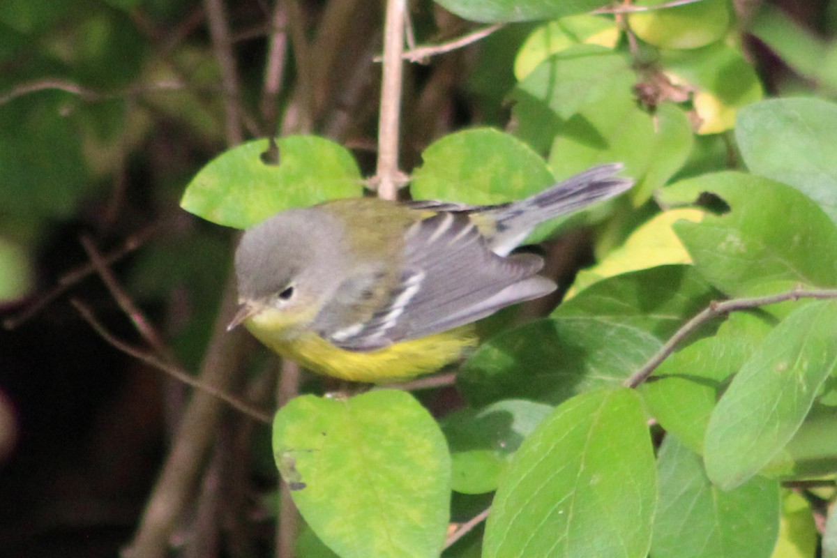 Magnolia Warbler - ML641587557