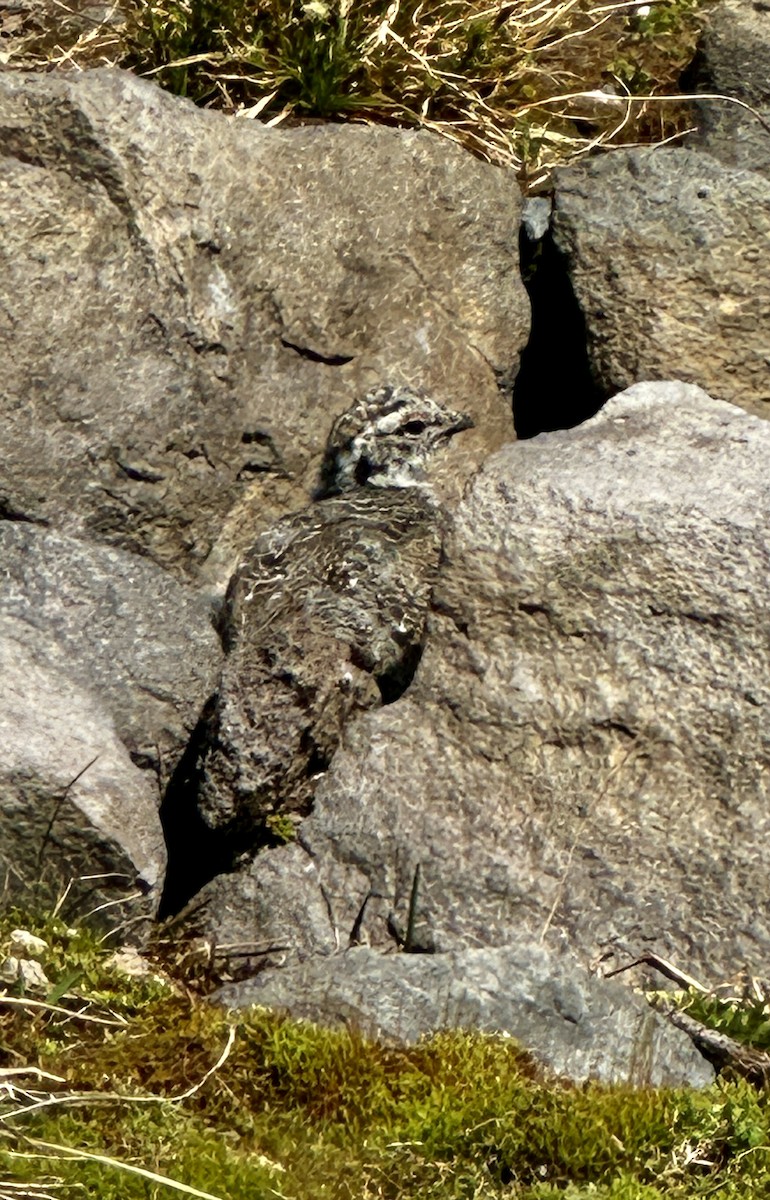 White-tailed Ptarmigan - ML641587558