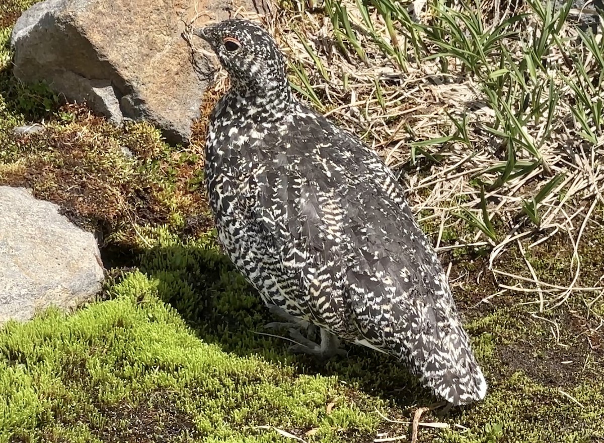 White-tailed Ptarmigan - ML641587560