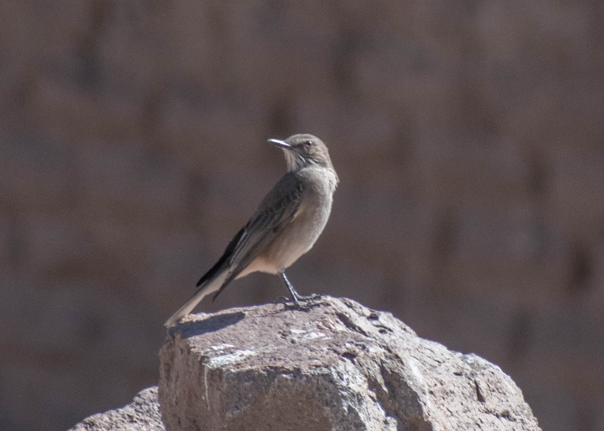 Black-billed Shrike-Tyrant - ML641587564