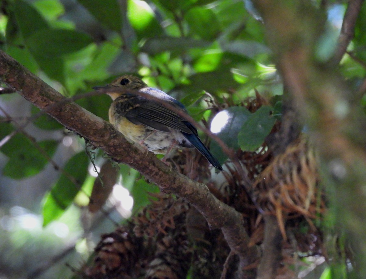Hill Blue Flycatcher - ML641587575