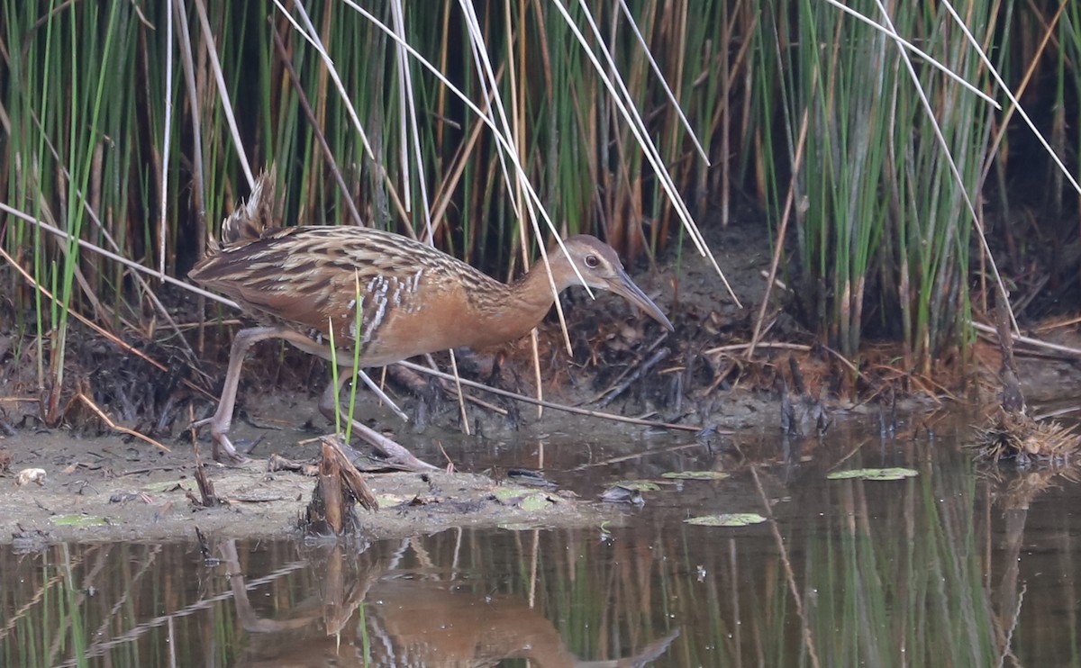 King Rail - ML641587578