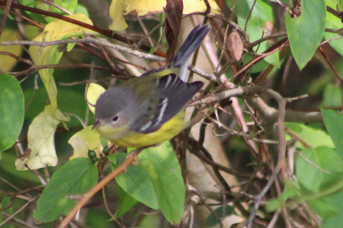 Magnolia Warbler - ML641587579