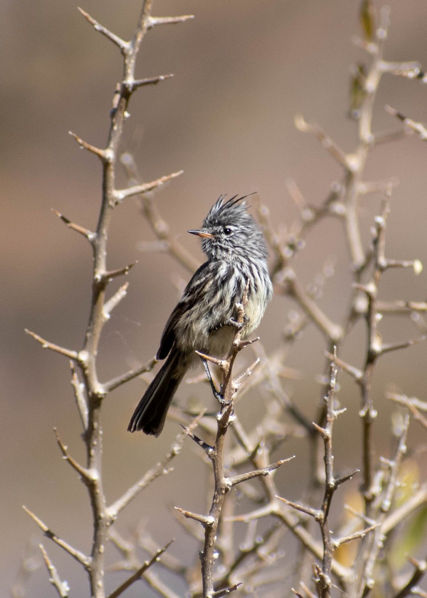 Yellow-billed Tit-Tyrant - ML641587581
