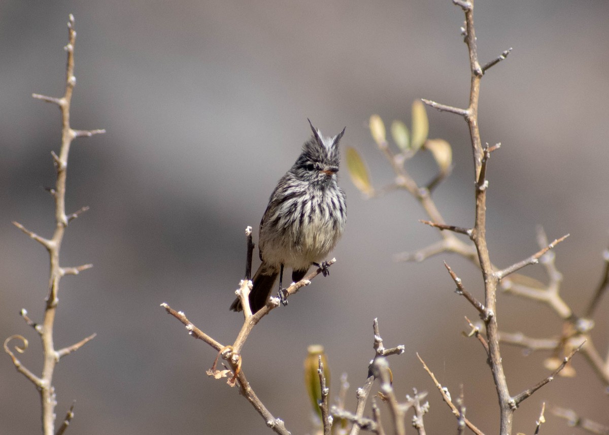 Yellow-billed Tit-Tyrant - ML641587582